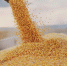 Corn_AdobeStock_303800444_E - ИА Общественная служба новостей