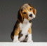 Studio shot of beagle puppy on grey studio background - ИА Общественная служба новостей