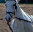 the-horse-1382519_960_720 - ИА Общественная служба новостей