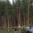 Поставки Западом оружия Киеву не повлияют на исход СВО – Песков - M24.Ru