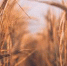 «Политическая наивность»: почему Украина не добьется возобновления зерновой сделки в прежнем виде - Вечерняя Москва