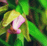 В Битцевском лесу обнаружили краснокнижную орхидею - Префектура ЮЗАО Москвы