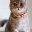 1xPet: как понять, что кошке не подходит корм? - 1xpetforcat.ru