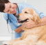 Лечение домашних животных: визит в зооклинику - zooport.vet