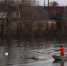Уровень воды в реке Тобол у Кургана поднялся на 92 см - M24.Ru