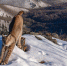 Фотограф из РФ стал лауреатом премии Wildlife Photographer of the Year - M24.Ru