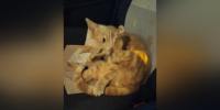 Кота Лучика, которого украли школьницы из зоомагазина в Москве, нашли - M24.Ru