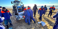 Повторные выбросы мазута зафиксированы на побережье Кубани - M24.Ru