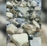 Десять мертвых дельфинов найдены на берегу Черного моря после разлива мазута - M24.Ru