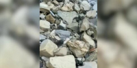 Десять мертвых дельфинов найдены на берегу Черного моря после разлива мазута - M24.Ru