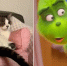В TikTok завирусился ролик с кошкой, которая смотрит "Гринча" - M24.Ru