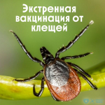 Сегодня всемирный день борьбы с энцефалитом