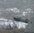 Российские войска отразили за сутки две контратаки ВСУ в Курской области - M24.Ru