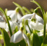 Подснежники начали массово расцветать в Москве - M24.Ru