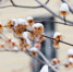 Биолог Чуб: некоторые растения не смогут выжить из-за апрельских заморозков в Москве - M24.Ru