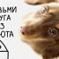 Найди друга" – подари дом пушистому счастью! - Район Гольяново