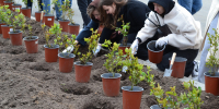 Новые растения и домики для птиц — на ВДНХ прошел общегородской субботник. Фото: Руслан Сафиуллин, «Вечерняя Москва» - Москва.Центр