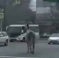 В Хабаровске орловский рысак сбежал от хозяина и спровоцировал ДТП - M24.Ru