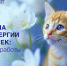 Ученые Сеченовского Университета рассказали, как устроена новая вакцина от аллергии на кошек - Первый МГМУ им. И.М. Сеченова
