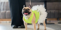 Pet-friendly инфраструктура развивается на ВДНХ. Фото: Ксения Догонашева, «Вечерняя Москва» - Москва.Центр
