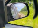 Трое медвежат вымогают у водителей еду на Камчатке