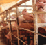 Три вспышки африканской чумы свиней зафиксированы в Молдавии - M24.Ru
