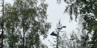 Генерал Липовой объяснил, почему над Путиным на Аляске пролетели истребители - Вечерняя Москва