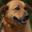 24 августа пройдет выставка #Всемпособаке и #Всемпокотику - ИА Общественная служба новостей