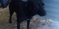 В Подмосковье задержали владелиц приюта Dogtown - ИА Общественная служба новостей
