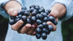 Продукт, снижающий уровень холестерина