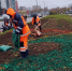 Более 85 тысяч тюльпанов высадят в Северном до конца октября, фото - Мой район