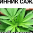 Сергей Обухов о целом «наркополе» в столичном регионе - КПРФ