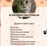 Пушистые друзья нуждаются в любви - Район Новокосино