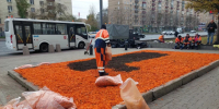 Укрывают розы и проводят подкормку растений: как готовят клумбы к зиме - Московская правда