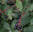 Bird_Cherry_(Prunus_padus)_-_geograph.org.uk_-_522527 (1) - ИА Общественная служба новостей