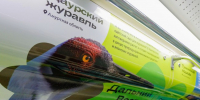 На станции «Славянский бульвар» можно увидеть «Дальневосточный экспресс» - Район Фили-Давыдково
