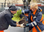 Ряд общественных пространств озеленили в районе. Фото: страница управы района Хамовники в социальных сетях