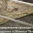 Содержание крокодила в здании "Обнинск ТВ" - Росприроднадзор