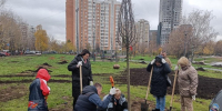 Более тысячи новых деревьев и кустарников высадили в Свиблово в этом году, фото - Мой район