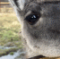 У Лунтика сегодня праздник — День ламы! - Национальный парк Лосиный остров