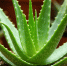 Роспотребнадзор обнаружил летучие органические соединения в напитке Aloe Vera - ИА Общественная служба новостей