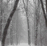 Двое мужчин с собаками бесследно пропали в лесу под Петербургом - Вечерняя Москва