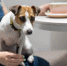 Заведения сети "Додо пицца" сделают pet-friendly после случая с собакой в Челябинске - M24.Ru