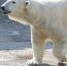 В День полярного медведя в Московском зоопарке пройдет тематическая программа - Molnet.Ru