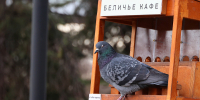 «Анонс весны»: какой будет погода в Москве на следующей неделе - Вечерняя Москва