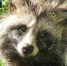 Енотовидная собака - ИА Общественная служба новостей