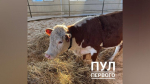 Лукашенко получил корову в подарок от фермеров Могилевской области