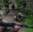 ВСУ перебросили карательные отряды под Сумы для «мотивации» отказников - ИА Общественная служба новостей