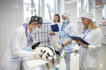 Финал Всероссийского конкурса VetSkills уже в самом разгаре!