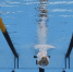 World Aquatics допустила взрослых российских спортсменов до турниров с флагом и гимном - M24.Ru